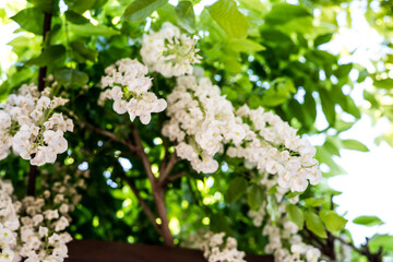 Wisteria flowers in the botanical garden with sunny light