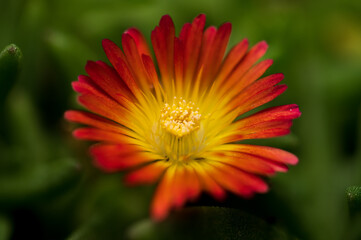 orange gerbera flower