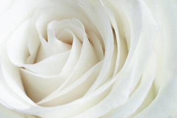 White flowers background. Macro of white petals texture. Soft dreamy image