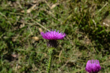 Thistle