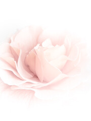 Sweet pink rose on white background. Soft and dreamy.