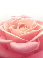Fototapeta na wymiar Pink rose close-up can use as background. Soft and dreamy 