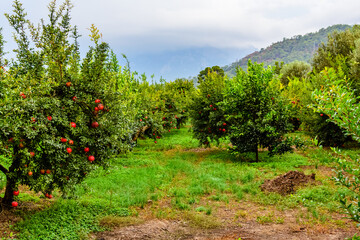 Many pomegranates trees with ripe fruits at the orchard