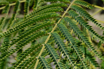 Albizia julibrissin
acacia from Constantinople