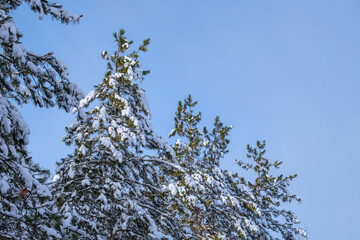 Snowy pine tree-tops before a pale blue sky