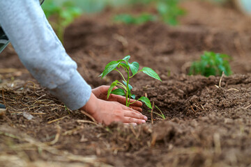 Environment. earth day. Planting pepper seedlings in the soil.