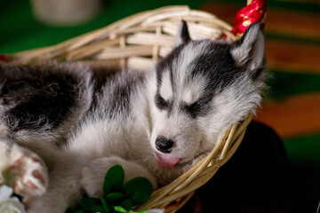 Fototapeta premium Husky dog in a basket with flowers