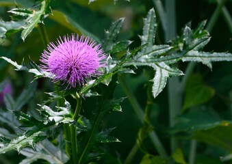 夏野山野に咲く赤紫色のノアザミの花