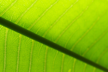 Extreme close up texture of green leaf veins