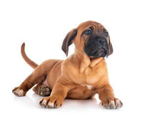 Obraz premium puppy cane corso