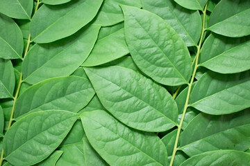 Naklejka na ściany i meble Gooseberry leaves placed on a white background. Green leaf isolated on white background. For background Graphic or Texture.