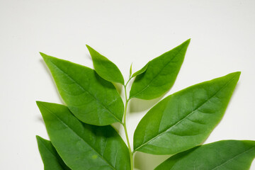 Macro leaves background texture, Closed up of a green leaf vein