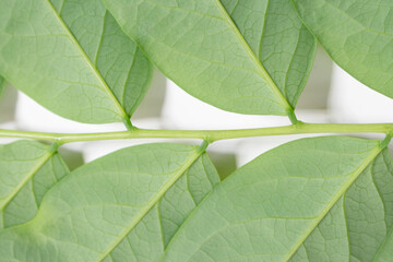 Gooseberry leaves placed on a white background. Green leaf isolated on white background. For background Graphic or Texture.