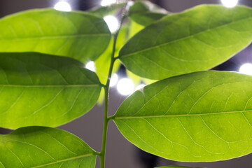 Gooseberry leaves placed on a white background. Green leaf isolated on white background. For background Graphic or Texture.