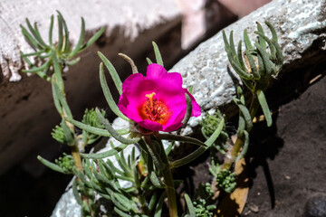 Portulaca grandiflora
