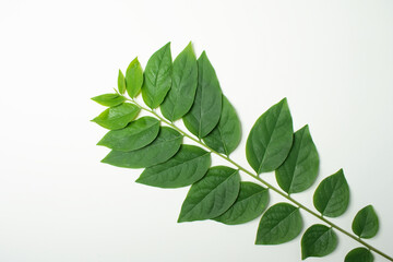 Gooseberry leaves placed on a white background. Green leaf isolated on white background. For background Graphic or Texture.
