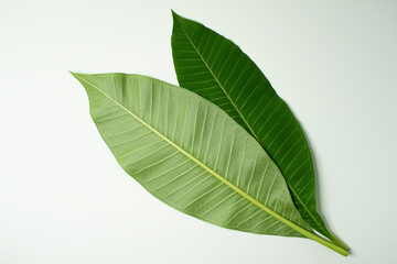 leaf Plumeria isolated on white background. Green leaf isolated on white background. For background Graphic or Texture.