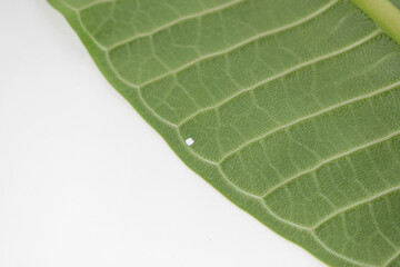 Green leaves background. Leaf texture. color Dark Flat lay Natural background for input text.