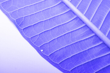 Green leaves background. Leaf texture. color Dark Flat lay Natural background for input text.