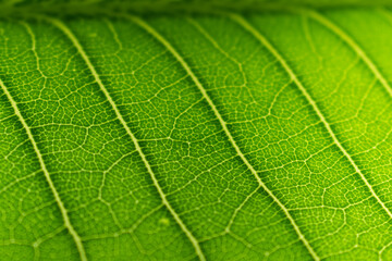 Extreme close up texture of green leaf veins