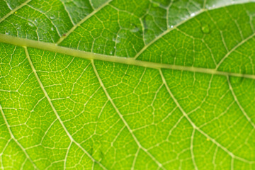 Extreme close up texture of green leaf veins