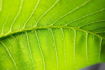 Extreme close up texture of green leaf veins