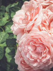 Vintage rose garden. Summer mood. Pink flower petals. Soft dreamy image.