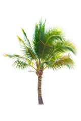 Palm tree or Coconut tree ,a green leaf isolation for summer background ,relax and vacation holiday summer concept
