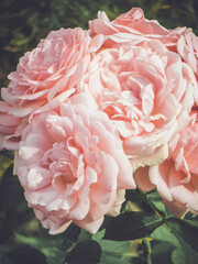 Vintage rose garden. Summer mood. Pink flower petals. Soft dreamy image.
