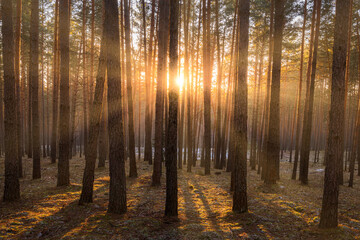 Sunrise in the spring pine forest with last snow. Sunbeams shining through the haze between pine...