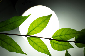 green leaves on blue background