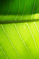 Extreme close up texture of green leaf veins