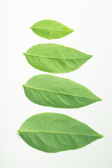Fototapeta premium Gooseberry leaves placed on a white background. Green leaf isolated on white background. For background Graphic or Texture.