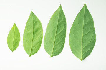 Gooseberry leaves placed on a white background. Green leaf isolated on white background. For background Graphic or Texture.