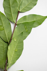 close up of green leaves