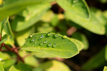 water drops on a leaf