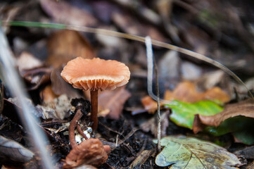 Setas Silvestres. Olot. Fageda d'en Jorda. La Garrotxa
