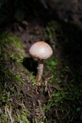 Setas Silvestres. Olot. Fageda d'en Jorda. La Garrotxa