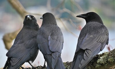 crow family in a tree