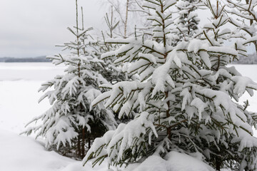 Fir trees, snow beautiful natural winter snowdrift.