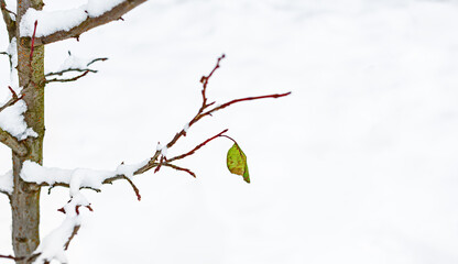 Branches of a fruit tree, plums, under snow, after heavy snowfall and frost. Lonely leaf. Place for your text.