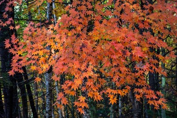 秋の北海道の森 色づいた紅葉の風景