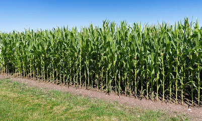 Rand von einem Feld mit hohen Maispflanzen diagonal neben einer Wiese