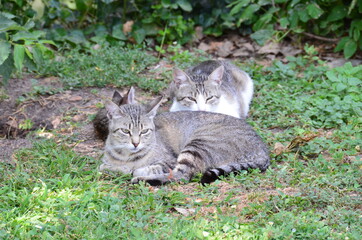 Naklejka na ściany i meble Two cats on the grass