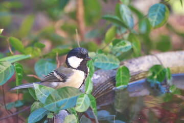 Fototapeta premium 水鉢にシジュウカラ