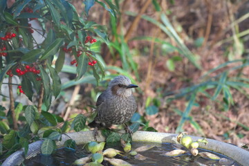 ヒヨドリとマンリョウ