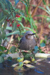 ヒヨドリとマンリョウ