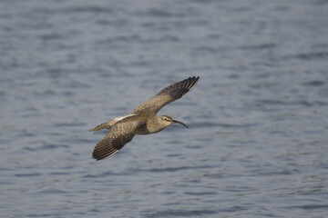 チュウシャクシギの飛翔