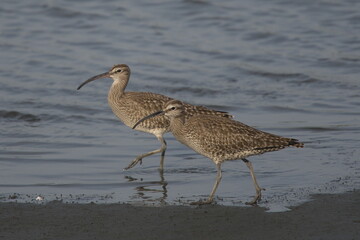 チュウシャクシギ