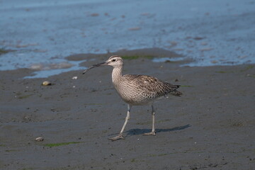 チュウシャクシギ